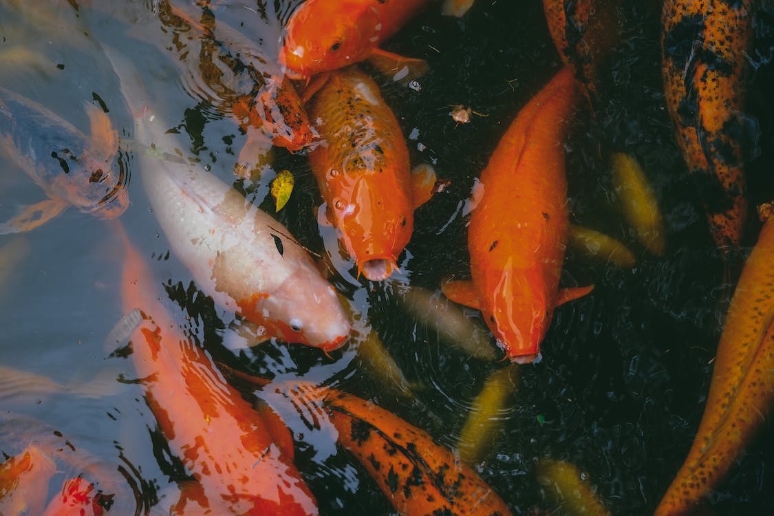 Perawatan Ikan Koi dengan Makanan yang Baik Menjaga Keindahan dan Kesehatan Hewan Peliharaan Anda